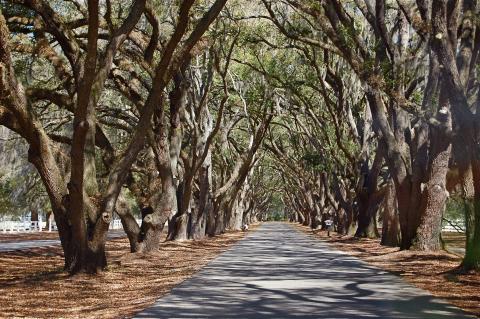 belfairwelcomingoaks.jpg belfairwelcomingoaks.jpg